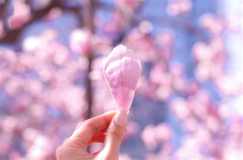 桃花結果 風水|桃花水法と桃花位の出し方や桃花風水の花と花瓶の選。